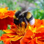 Bees - The Pest Doctor - Pest Control