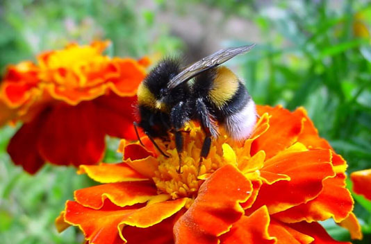 Bees - The Pest Doctor - Pest Control Bees - The Pest Doctor - Pest Control