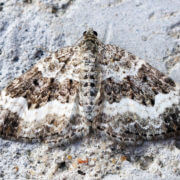 Carpet Moth - The Pest Doctor - Pest Control