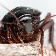 Cockroaches - The Pest Doctor - Pest Control