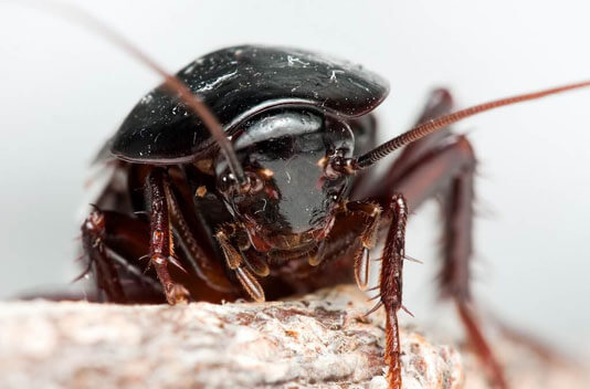 Cockroaches  - The Pest Doctor - Pest Control Cockroaches - The Pest Doctor - Pest Control