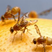 Fruit Flies - The Pest Doctor - Pest Control