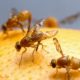 Fruit Flies - The Pest Doctor - Pest Control
