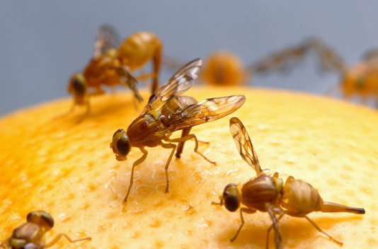 Fruit Flies - The Pest Doctor - Pest Control Fruit Flies - The Pest Doctor - Pest Control