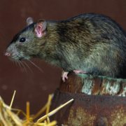 Rats - The Pest Doctor - Pest Control