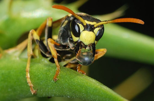 Wasps - The Pest Doctor - Pest Control Wasps - The Pest Doctor - Pest Control