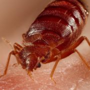 Bed Bugs - The Pest Doctor - Pest Control
