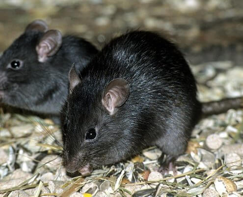 Black Rats - The Pest Doctor