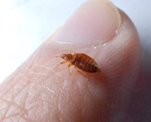 Bed Bugs - The Pest Doctor