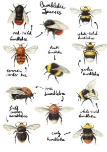Bumble Bee Guide - The Pest Doctor