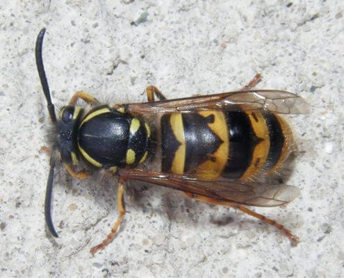 Common Wasp - The Pest Doctor