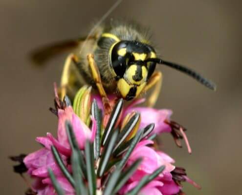 Common Wasp - The Pest Doctor