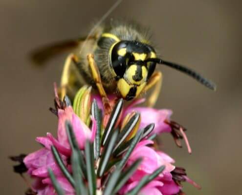 Common Wasp - The Pest Doctor