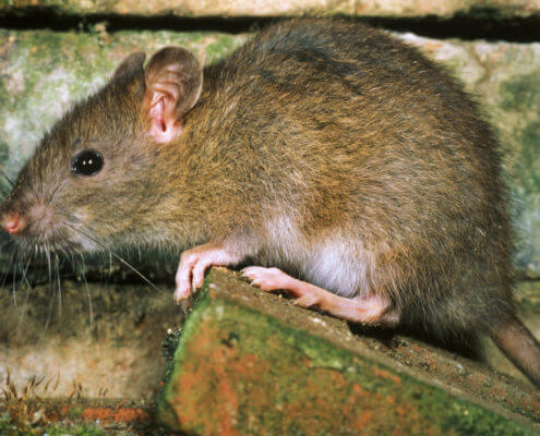Brown Rats - The Pest Doctor