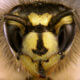 Wasp Face - The Pest Doctor - Pest Control