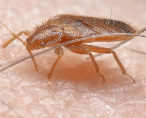 Bed Bugs - The Pest Doctor