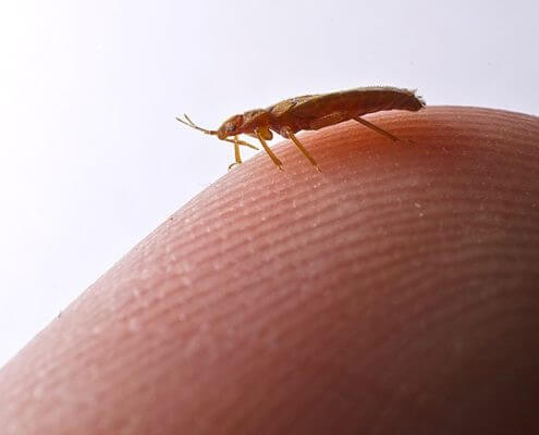 Bed Bugs - The Pest Doctor