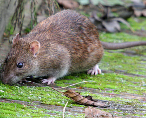 Brown Rats - The Pest Doctor