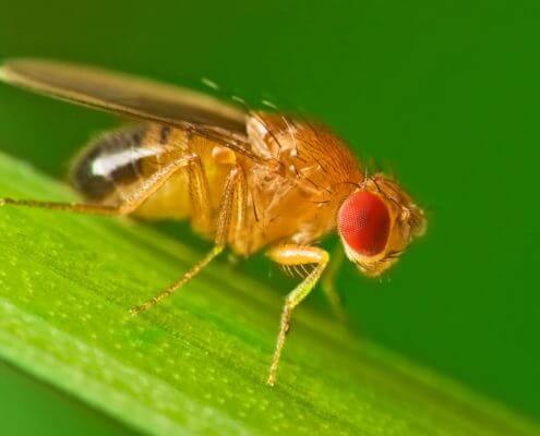 Fruit Fly - The Pest Doctor