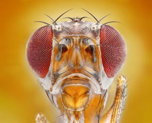 Fruit Fly - The Pest Doctor