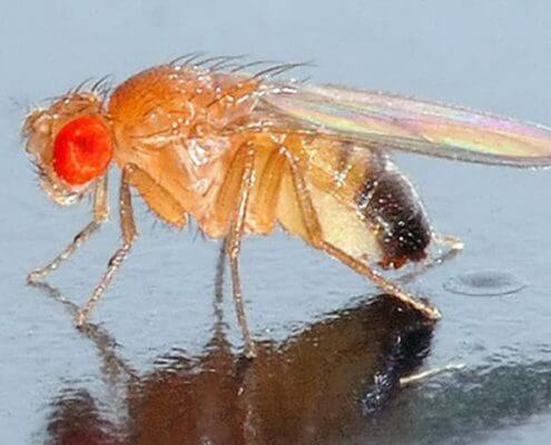 Fruit Fly - The Pest Doctor
