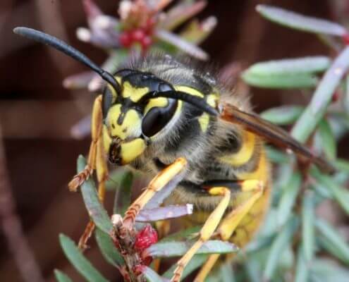 German Wasp - The Pest Doctor