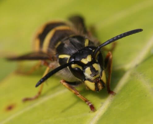 Common Wasp - The Pest Doctor