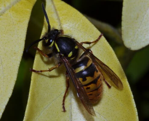 Common Wasp - The Pest Doctor