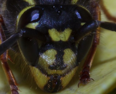 Common Wasp - The Pest Doctor