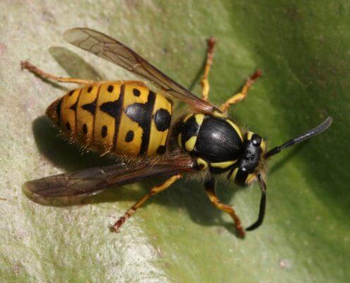 German Wasp - The Pest Doctor