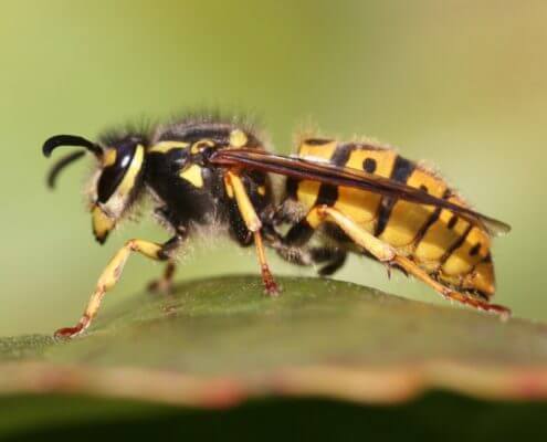 German Wasp - The Pest Doctor