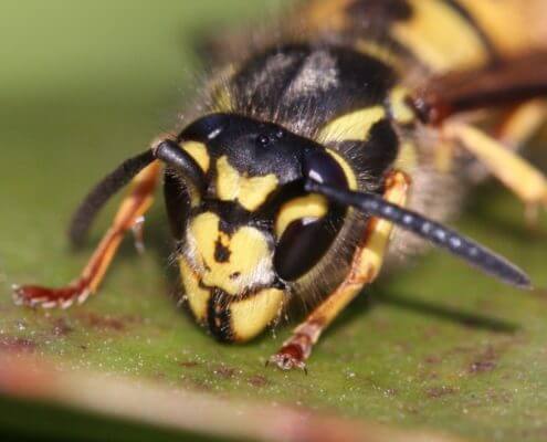 German Wasp - The Pest Doctor