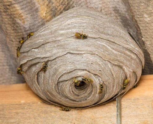 Wasp Nest - The Pest Doctor