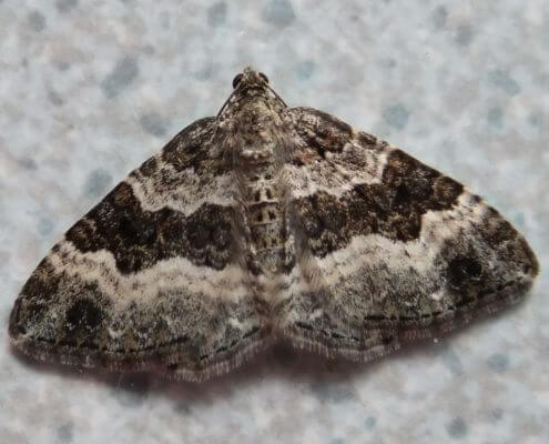 Carpet Moth - The Pest Doctor