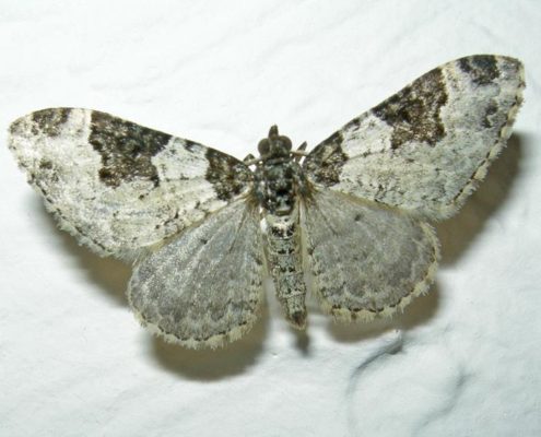 Carpet Moth - The Pest Doctor