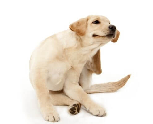 Dog with fleas - The Pest Doctor