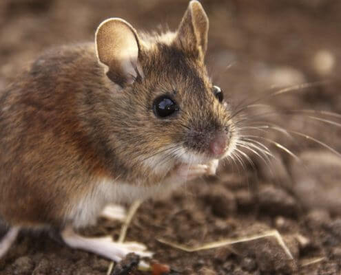 Field Mouse - The Pest Doctor