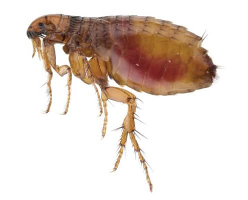 Flea - The Pest Doctor