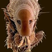 Flea Face - The Pest Doctor