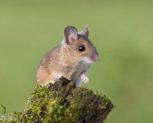 Wood Mouse - The Pest Doctor